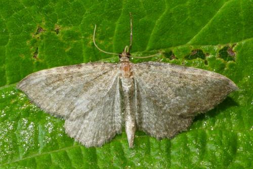 Réf. 283 366 : Philereme vetulata